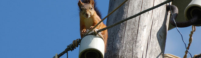 Squirrel Cabling