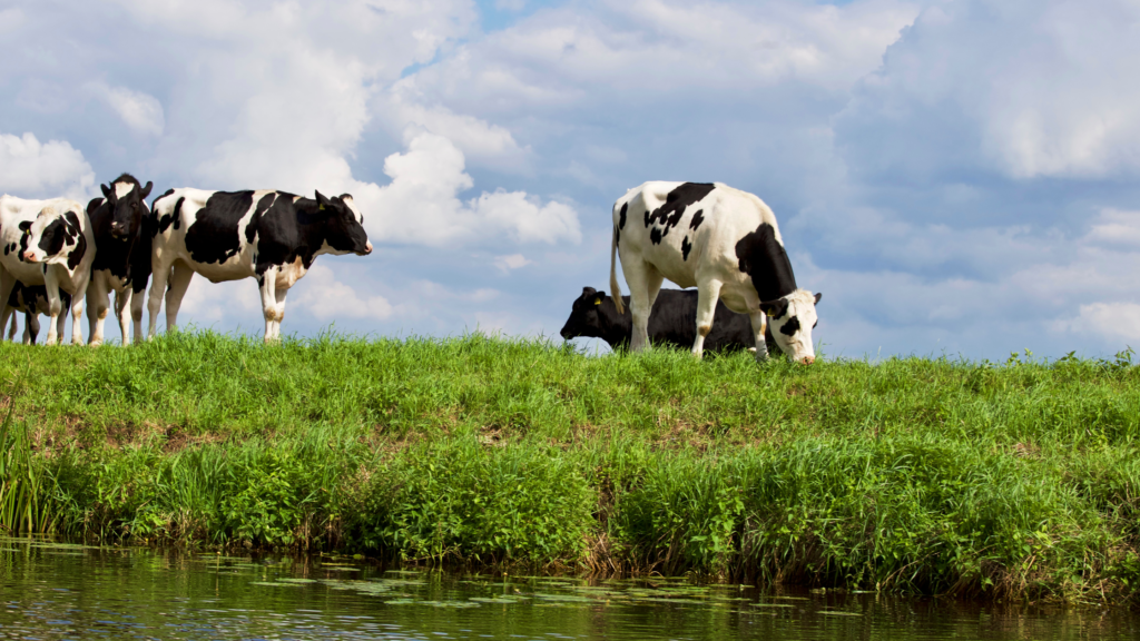 Five black and white milk cows graze in a field next to a river. 
