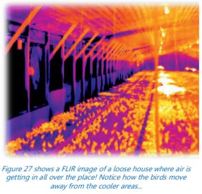 A FLIR image of a loose broiler house where air is getting in all over the place.  The birds move away from the cooler areas.