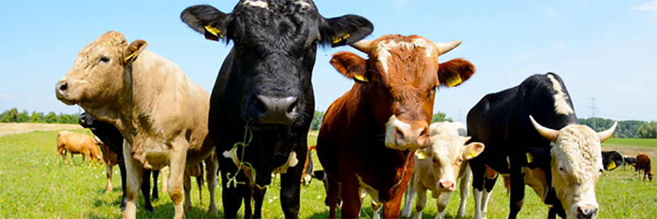 A group of caramel, black and white, and brown and white cows are stood in a field. They are stood facing the camera. 