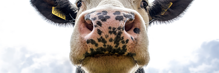 A dairy cow looks down at the camera, behind her is a cloudy sky. 