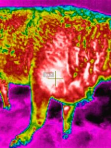 Thermal image of a cow's shoulder. Red and white patches show heat possibly caused by inflammation. 