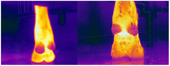 On the left is a thermal image of a cow's hoof captured by the CAT s62 Pro Smartphone. It displays heat clearly but does not include details such as hairs. On the right an thermal Image of a cow's hoof captured by the FLIR T620bx Thermal Camera. This image also clearly displays heat but it is more detailed; patches of hair can be seen. 