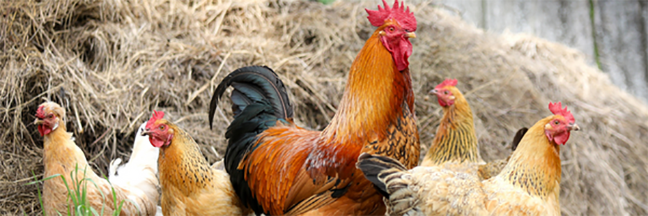 A cockerel stands in the centre. To either side of him are two hens. All five chickens stand in front of a pile of hay.  