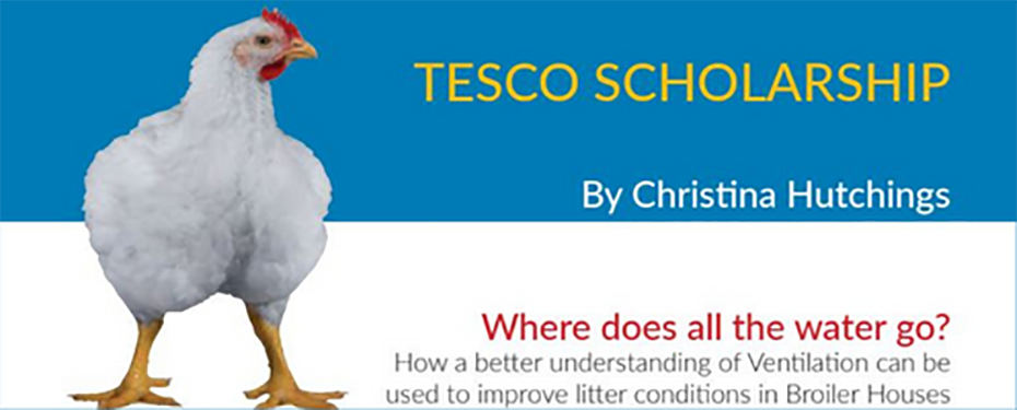 The top of the background is blue and the bottom is white. On the left stands a large white chicken. On the top, right of the image, large, yellow text on the blue background reads "Tesco Scholarship". Beneath this text, smaller, white text reads "By Christina Hutchings". Underneath this, red text on the white background reads "Where does all the water go?". Finally at the bottom of the image beneath the red text, smaller, grey text reads "How a better understanding of Ventilation can be used to improve litter conditions in Broiler Houses". 