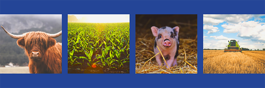 Four square images sit on a blue background. From left to right, the images are of a highland cow; a field of green crops; a black and pink piglet stood in some straw; a field of wheat being harvested. 