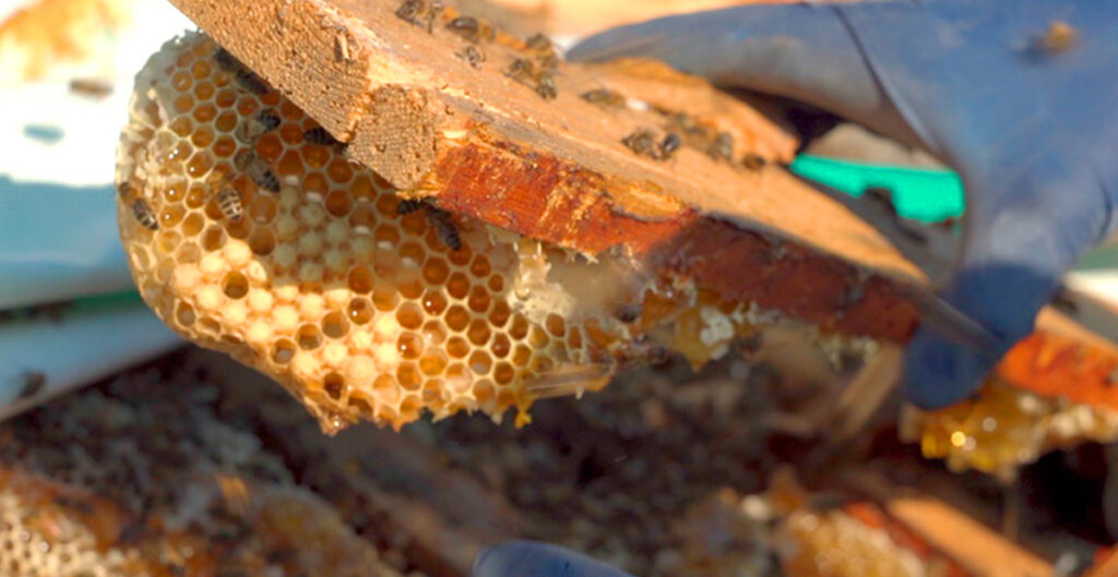 A gloved hand holds a piece of wood panelling with honeycomb hanging off it. It has been removed during a bee removal operation. Honey bees crawl over the wood and honeycomb. 