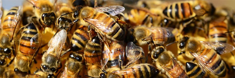 A close up image of bees crawling over honeycomb and each other. 