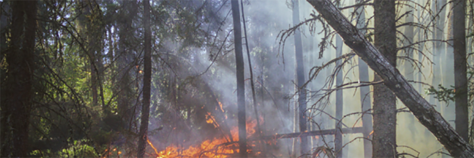 On the left of the image is a lush, green pine forest. In the centre an orange fire rages and to the right are the scorched remains of burnt trees, some of which are in the process of falling over. 