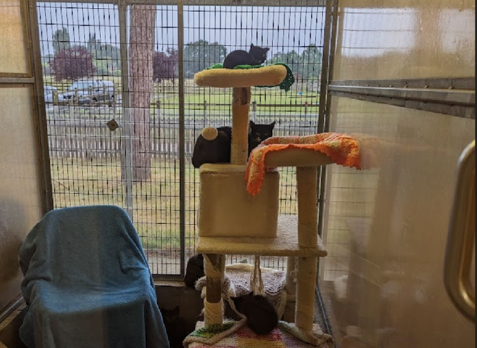 A cat and five kittens are in an RSPCA cage. All are mostly black with white markings. One kitten lies on the top platform of a beige scratching post. On the level below the top kitten is the mother cat. Beneath her on the bottom platform is another kitten. Another kitten sits on the cage ledge. The final kitten is on the floor. It is peaking out from around a chair covered in a blue towel. 