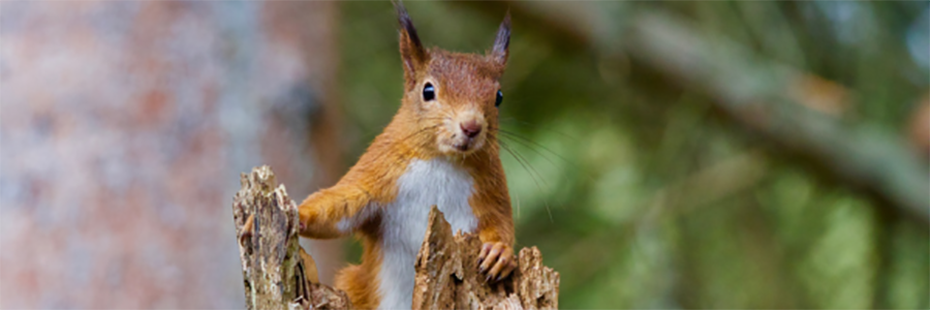 A red squirrel stands at the top of a broken branch. He looks alert and at the camera. His white underbelly is visible. Behind him are out-of-focus trees. 