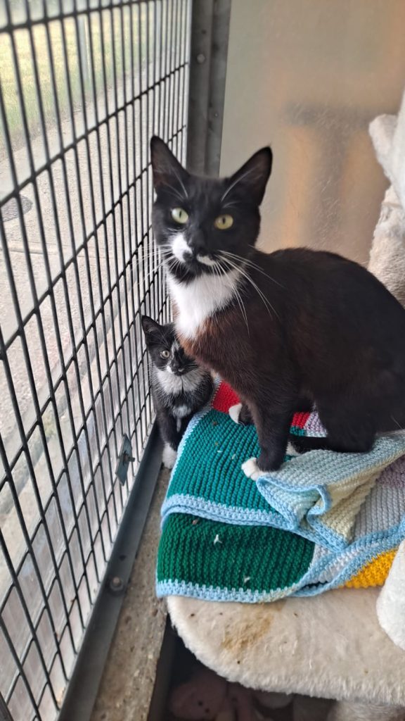 A mostly black cat with white socks and white markings on her nose and chest stares at the camera. She has green eyes and long white whiskers. She is sat on a beige platform of a scratching pillar in a large RSPCA cage. On the floor next to her is a kitten with very similar markings. 