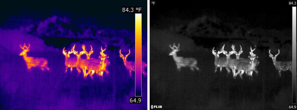 The image on the left is a thermal picture of seven deer in a conservation area. This image has an ironbow thermal palette. The image is the same thermal picture but with a white hot palette.