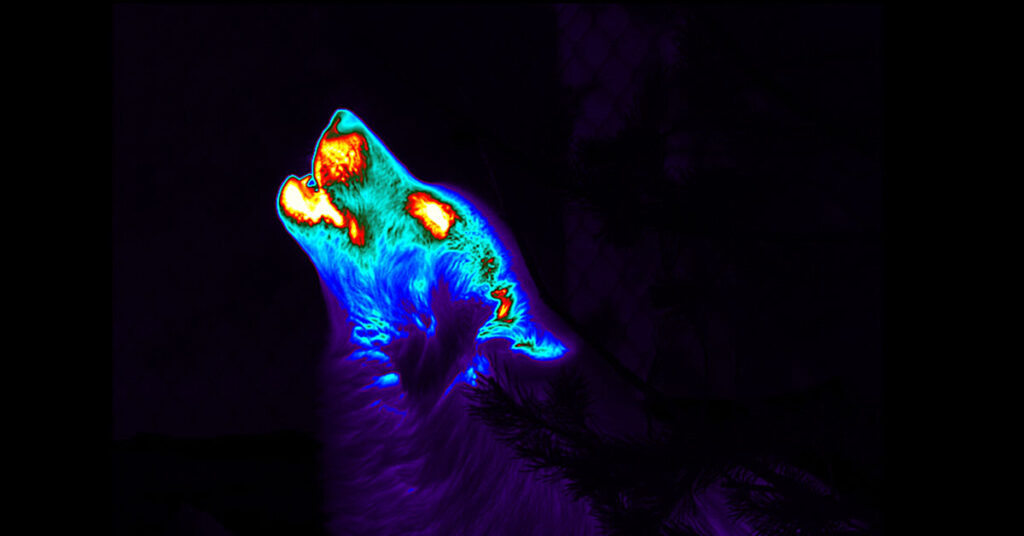 A thermal image of a howling wolf in a rainbow palette. 