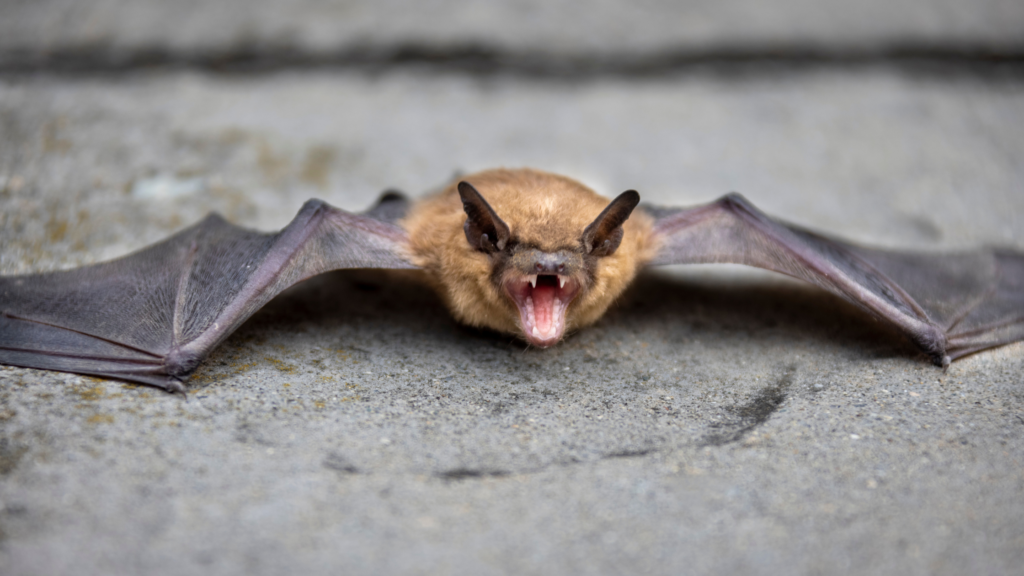 A bat with its wings outstretched is lying on a concrete surface. His sweet little mouth is open in a snarl or yawn. 