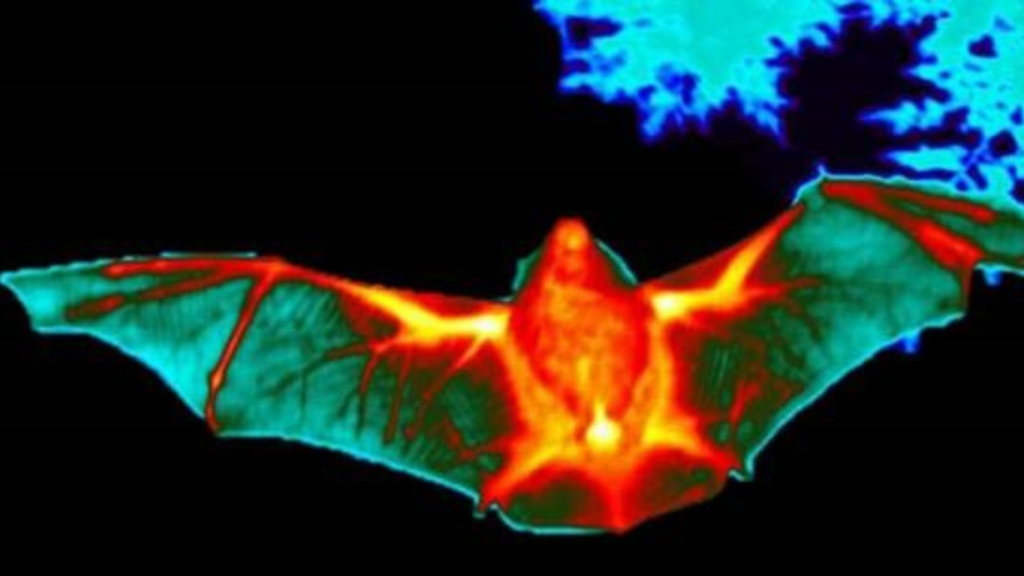 A thermal image of a flying bat taken from beneath the bat.
