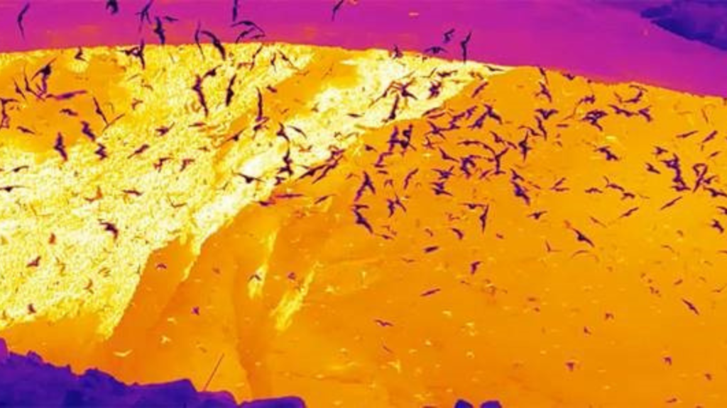 A thermal image of flying bats. 