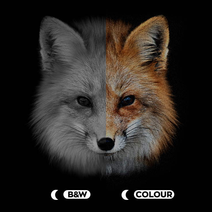 Image of a fox showing the difference black & white and colour.