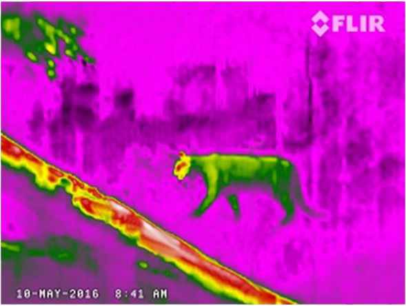 Teledyne FLIR Scout TKx Thermal Monocular Rain Palette.